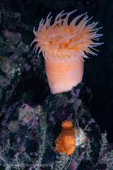 Actinostola