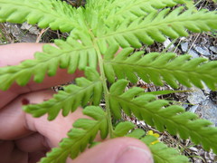 Dryopteris oreades