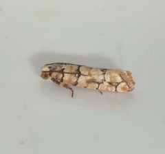 Blastesthia tessulatana