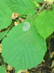 Phyllonorycter coryli