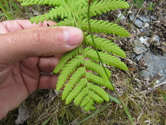 Dryopteris oreades
