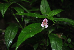 Impatiens oxyanthera