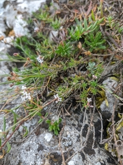 Asperula supina caespitans