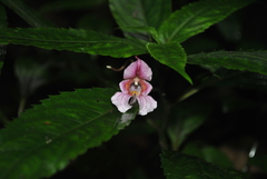 Impatiens oxyanthera