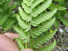 Dryopteris oreades