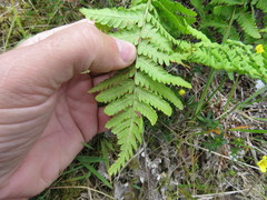Dryopteris oreades