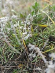 Alyssum trichostachyum