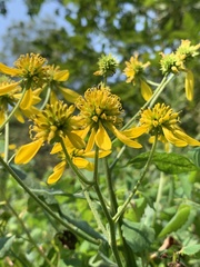 Verbesina alternifolia