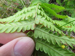Dryopteris oreades