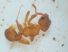 Cyphomyrmex