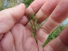 Festuca vivipara