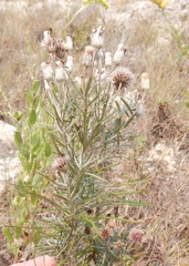 Vernonia lindheimeri