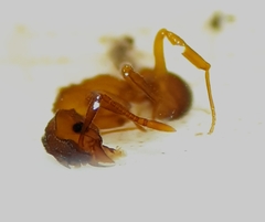 Cyphomyrmex