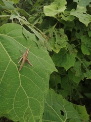 Schistocerca camerata