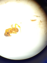 Cyphomyrmex