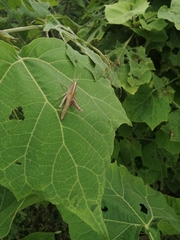 Schistocerca camerata