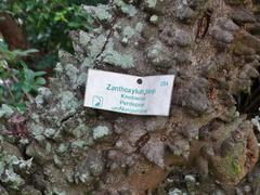 Zanthoxylum davyi
