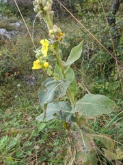 Verbascum ovalifolium