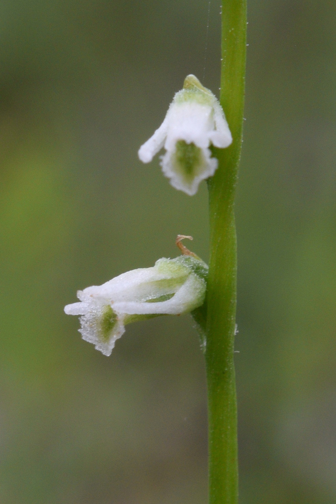 Eaton's Lady's Tresses
