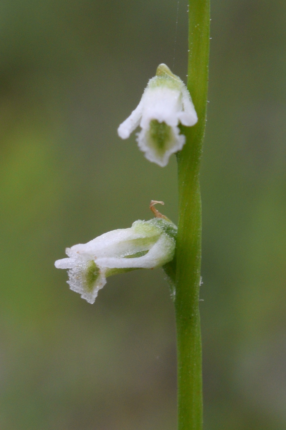 Spiranthes eatonii