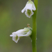 Spiranthes eatonii - Photo (c) Adam Arendell, μερικά δικαιώματα διατηρούνται (CC BY-NC)