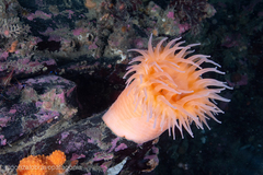 Actinostola