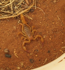 Urodacus centralis