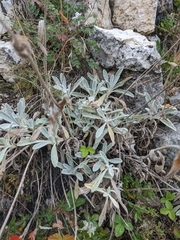 Sideritis catillaris