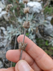 Sideritis catillaris