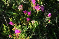Lampranthus pauciflorus