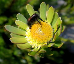 Leucadendron singulare