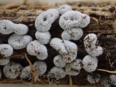 Didymium nivicola