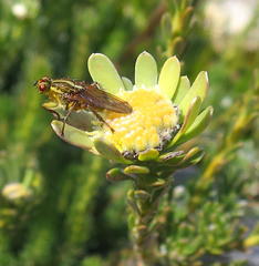 Leucadendron singulare