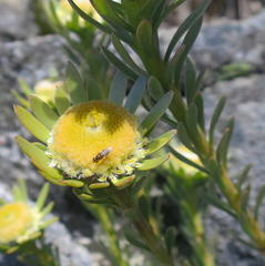 Leucadendron singulare