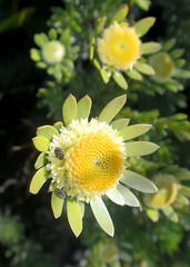 Leucadendron singulare
