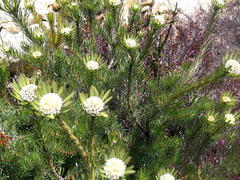Leucadendron singulare
