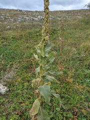 Verbascum ovalifolium