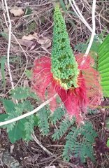 Calliandra houstoniana calothyrsus