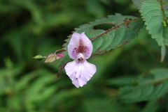 Impatiens lateristachys