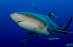 Carcharhinus leucas