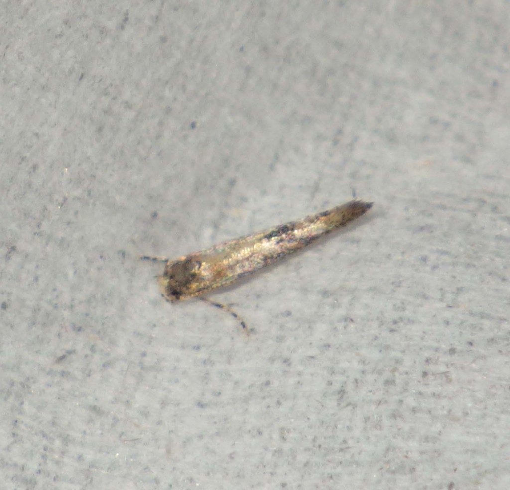Coccidiphila danilevskyi