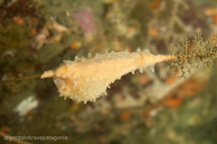 Dactylanthus antarcticus