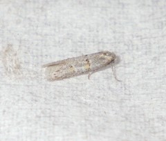 Symmocoides oxybiella