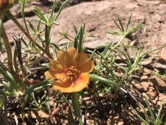 Talinum aurantiacum