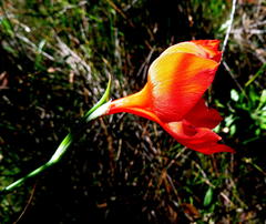 Gladiolus insolens