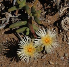 Mesembryanthemum nitidum