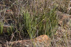 Protea scorzonerifolia