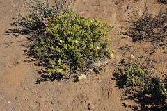 Mesembryanthemum nitidum