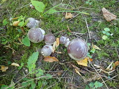 Cortinarius praestans