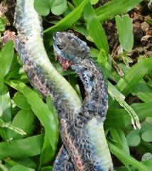 Philothamnus occidentalis